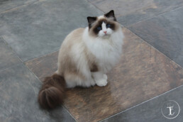 chat bicolore marron et blanc sur du carrelage marron mouillé