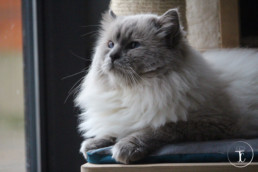 chat blanc et gris devant une fenetre allongé sur un couchage bleu