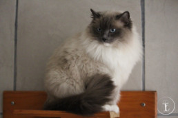 Chat blanc et gris assis sur une planche en bois accroché sur un mur