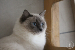 Gros plan d'un chat blanc et gris assis sur une étagère