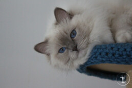 Gros plan d'un chat gris clair allongé sur une plache bleue