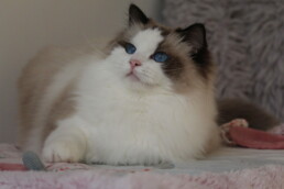 Harley II Koci Eden - Seal Point & Blanc (bicolore) (B? ; D?)